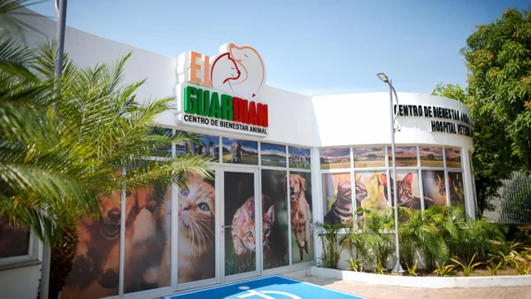 Nueva vida para los 200 gatos que vivían debajo de un puente: fueron reubicados Nueva vida para los 200 gatos que vivían debajo de un puente: fueron reubicados