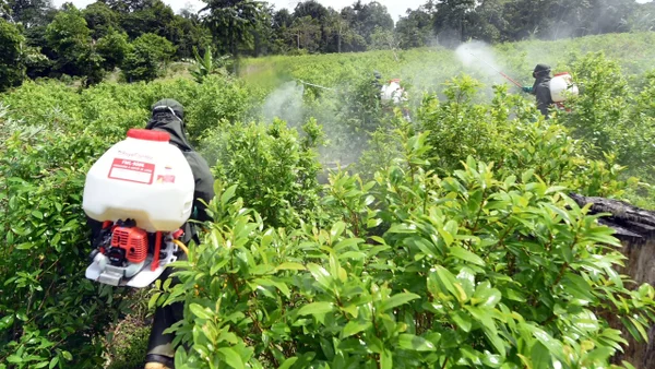 Gobierno Nacional considera retomar fumigación aérea con glifosato para combatir cultivos ilícitos: análisis en La Mesa Ancha Gobierno Nacional considera retomar fumigación aérea con glifosato para combatir cultivos ilícitos: análisis en La Mesa Ancha