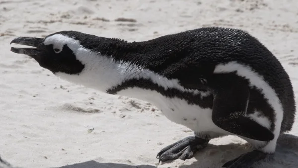 Accidente de helicóptero fue provocado por un pingüino en Sudáfrica: así pasó