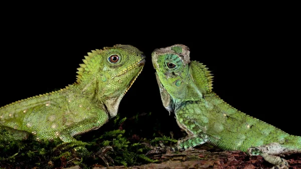 Tráfico de fauna silvestre: la ilegal práctica que se intensifica en Semana Santa Tráfico de fauna silvestre: la ilegal práctica que se intensifica en Semana Santa