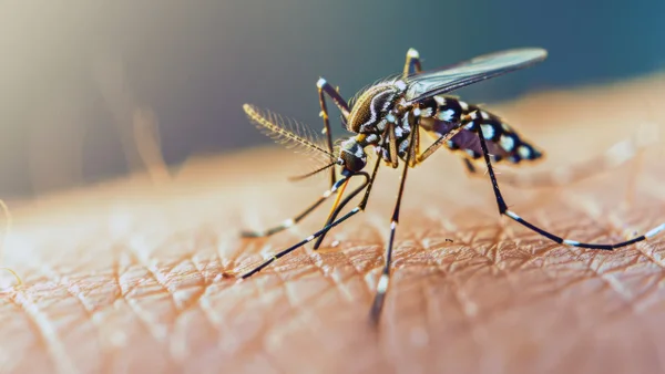 ¿Es posible que el mosquito transmisor de la fiebre amarilla llegue a Bogotá?
