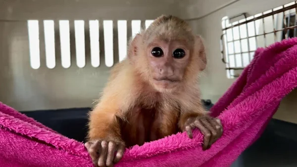 Rescatan a mono cariblanco en estado crítico tras ser víctima de tráfico ilegal: tenía sus dientes destruidos Rescatan a mono cariblanco en estado crítico tras ser víctima de tráfico ilegal: tenía sus dientes destruidos