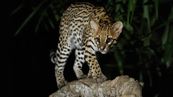 Lo tenían como un gato durmiendo con niños: así rescataron a un tigrillo de una vivienda en Santander