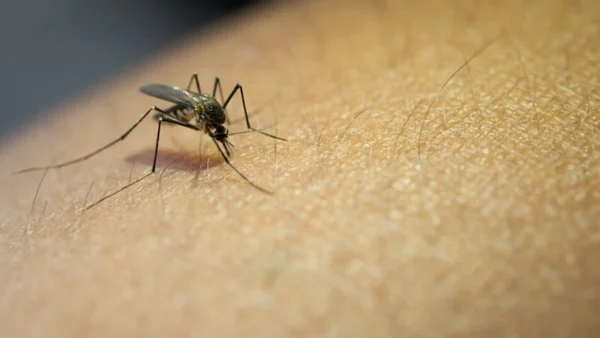 Nueva polémica: presidente Petro culpó a mandatarios locales por propagación de fiebre amarilla