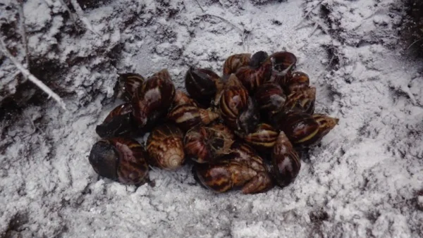 Aumentó la presencia de peligrosa especie invasora en Cundinamarca por la temporada de lluvias