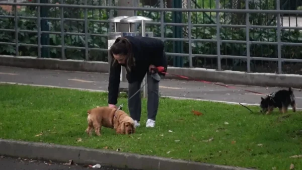 Esta es la multa que pagará si no recoge el excremento de sus mascotas de un espacio público