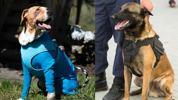 ¡Es un hecho! La ley Ángel y la ley Lorenzo fueron sancionadas por el presidente Gustavo Petro ¡Es un hecho! La ley Ángel y la ley Lorenzo fueron sancionadas por el presidente Gustavo Petro