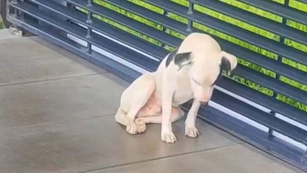 Rescataron a un perrito gravemente herido en estación de Transmilenio Rescataron a un perrito gravemente herido en estación de Transmilenio