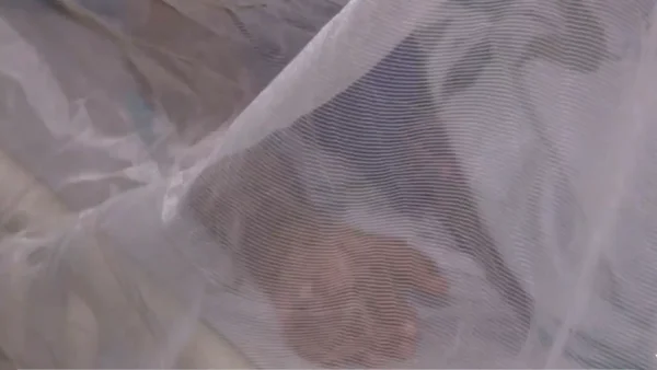 En Cauca se reportó la primera muerte por fiebre amarilla En Cauca se reportó la primera muerte por fiebre amarilla