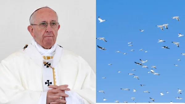 ¿Señal divina? Decenas de palomas blancas vuelan sobre la plaza de San Pedro en el Vaticano