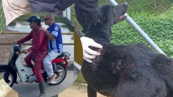 Revelan estado en el que encontraron al perro que fue lanzado a un río por dos hombres en moto