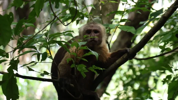 ¿Qué está pasando con los monos aulladores y la fiebre amarilla?