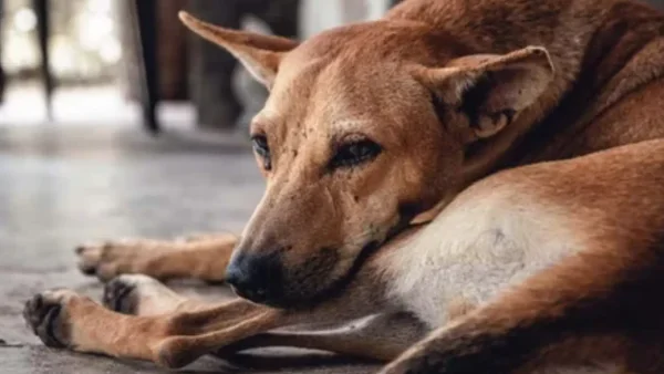 Cinco personas fueron procesadas en Medellín por casos de maltrato animal Cinco personas fueron procesadas en Medellín por casos de maltrato animal