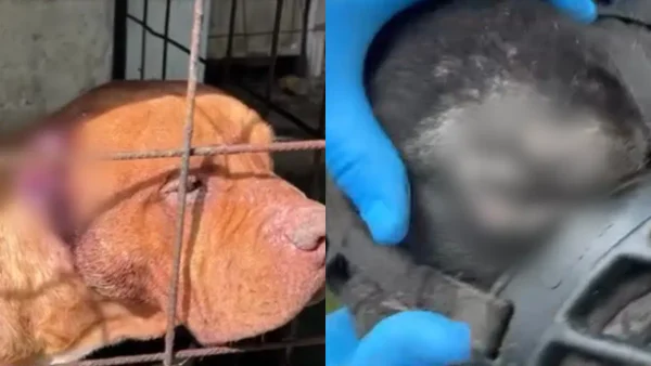 Alcaldía de Cali impone dura sanción a dueño de un criadero ilegal en Cali: rescataron 11 animales