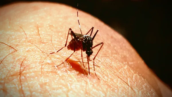 Mosquito trasmisor de la fiebre amarilla: este es ciclo de vida y comportamiento del aedes aegypti