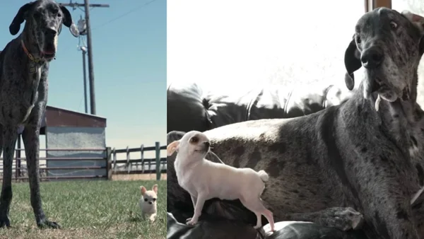 Así fue el encuentro entre el perro más grande del mundo con el más pequeño