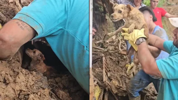 VIDEO | Campesinos lograron rescatar a un perrito que duró 4 días bajo los escombros en Quindío VIDEO | Campesinos lograron rescatar a un perrito que duró 4 días bajo los escombros en Quindío