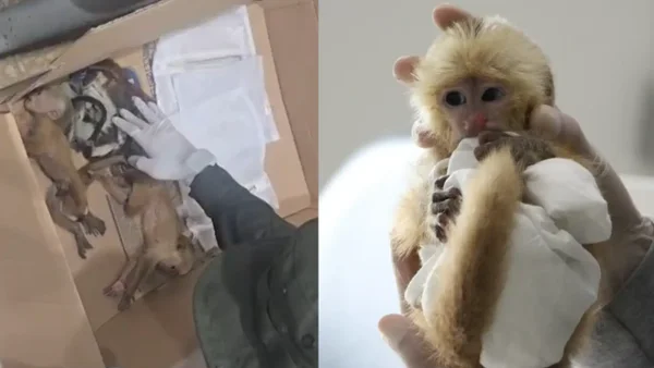 En bolsas y sedados, así pretendían dos extranjeros sacar ilegalmente de Colombia a seis crías de primates En bolsas y sedados, así pretendían dos extranjeros sacar ilegalmente de Colombia a seis crías de primates