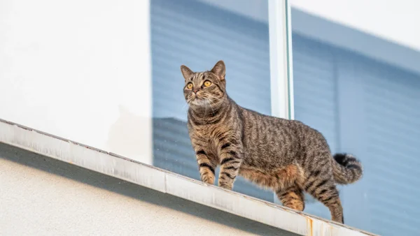 La multa que deberán pagar los dueños de gatos en conjuntos residenciales si incumplen esta norma La multa que deberán pagar los dueños de gatos en conjuntos residenciales si incumplen esta norma