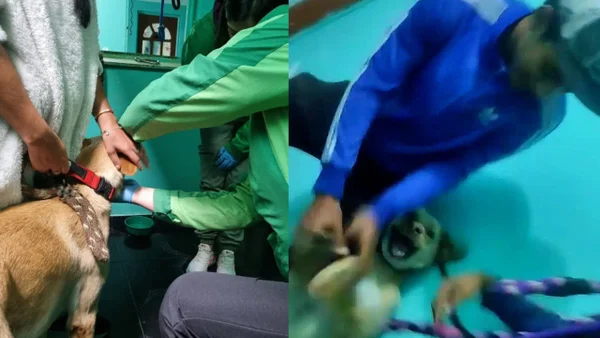 VIDEO | Se registró brutal caso de maltrato animal en guardería de Bogotá: esto se sabe