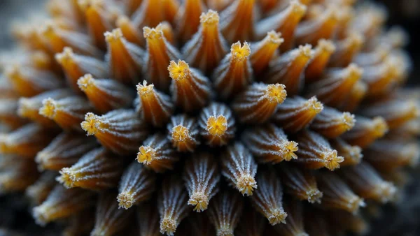 Investigadores advierten la propagación de un hongo letal: ¿en qué zonas está afectando? Investigadores advierten la propagación de un hongo letal: ¿en qué zonas está afectando?