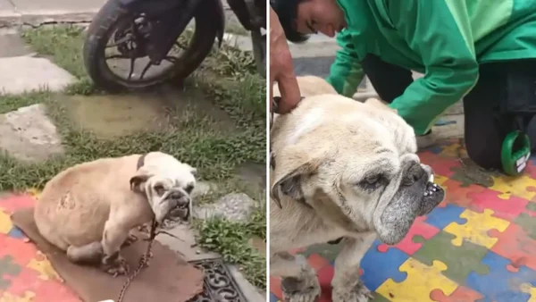 En video: autoridades rescataron a perrita que era explotada en criadero de Bosa