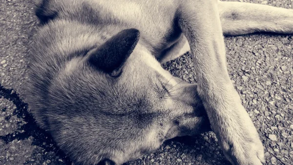 Corte Suprema de Justicia ratificó primera condena por maltrato animal