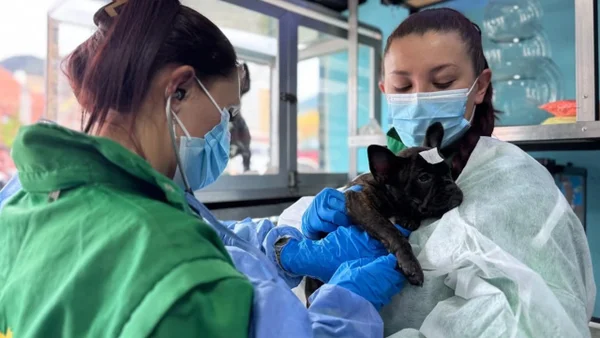 Funcionarios fueron agredidos al realizar el decomiso de 12 animales en Chapinero Funcionarios fueron agredidos al realizar el decomiso de 12 animales en Chapinero