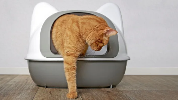 Esto es lo que los gatos podrían sentir cuando se les cambia la arena