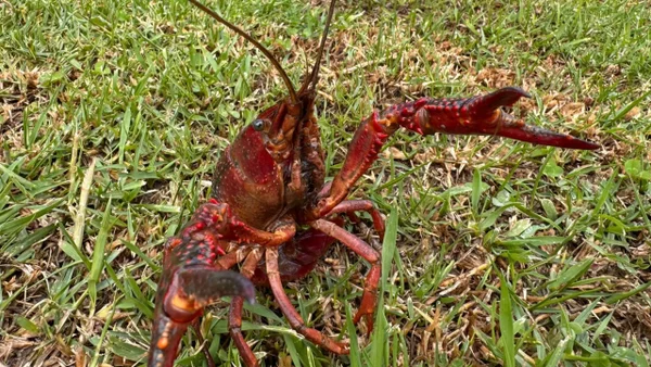 Alerta por peligrosa especie invasora en Cundinamarca: recomiendan no comerla