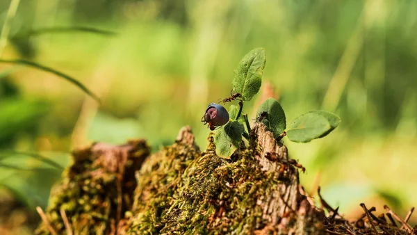 Investigación descubre tres especies de hormigas en el bosque seco tropical colombiano Investigación descubre tres especies de hormigas en el bosque seco tropical colombiano