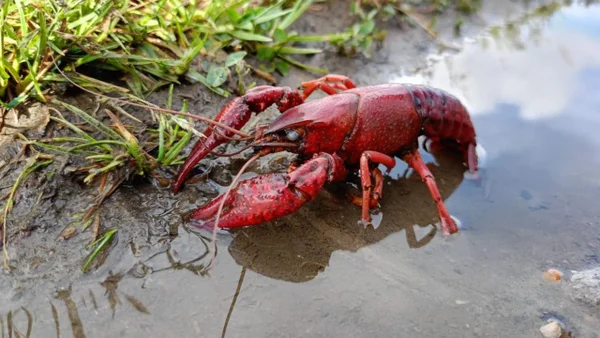 ¿Cuáles son las enfermedades que puede transmitir el cangrejo rojo americano? ¿Cuáles son las enfermedades que puede transmitir el cangrejo rojo americano?