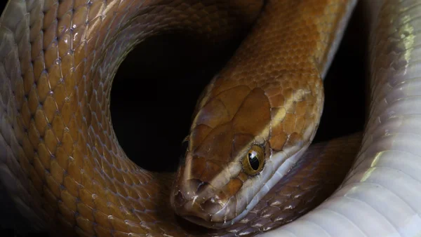 Hombre mordido más de 200 veces por serpientes es pieza clave para crear antídoto Hombre mordido más de 200 veces por serpientes es pieza clave para crear antídoto