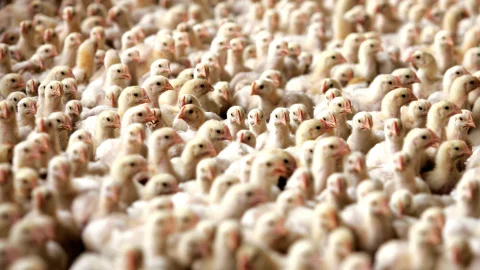 Granja de pollos