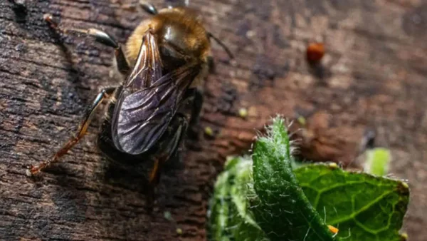 Descubren una especie nunca antes vista en Medellín: ¿de qué se trata?