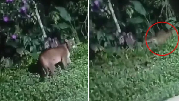 VIDEO | Hombres atacaron a bala a un puma que fue visto en los Farallones de Cali VIDEO | Hombres atacaron a bala a un puma que fue visto en los Farallones de Cali