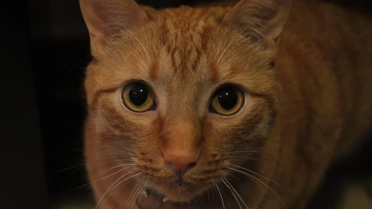 Furor por los gatos: el 38% de los hogares colombianos tienen un felino en casa