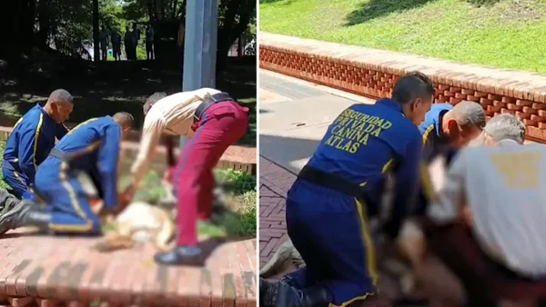 'Falcao', un perro guardián, murió y fue reanimado tras recibir descarga eléctrica en Cali