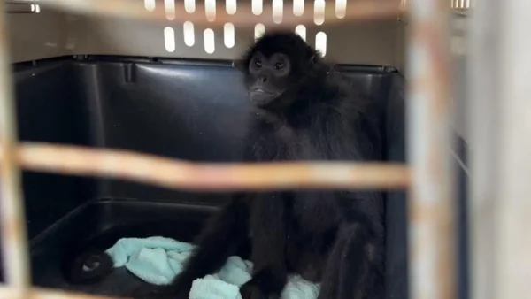 Mono araña con aparentes signos de maltrato fue recuperado en el Valle de Aburrá