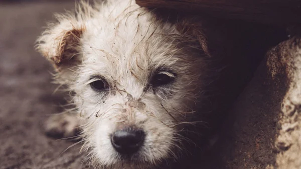 ¡Sentir animal! Fundación busca realizar 500 esterilizaciones en Santa Marta ¡Sentir animal! Fundación busca realizar 500 esterilizaciones en Santa Marta