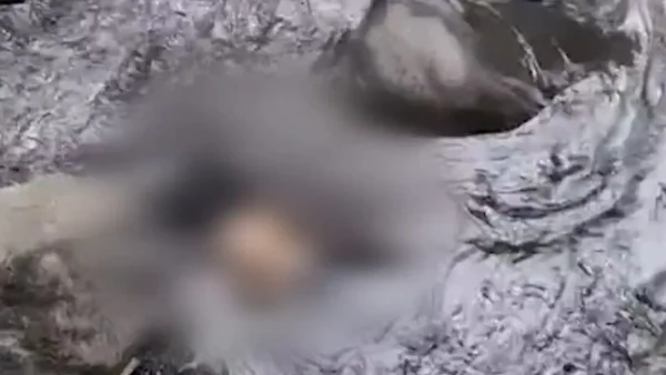 Hallan muerta a auxiliar de vuelo en río de Cundinamarca: su compañero sigue desaparecido Hallan muerta a auxiliar de vuelo en río de Cundinamarca: su compañero sigue desaparecido