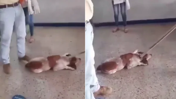 VIDEO | Denuncian presunto maltrato animal con un palo a un perro indefenso en Honda