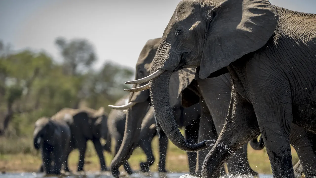 Elefante mata a 20 personas en India: buscan al animal que aterroriza aldeas de Jharkhand