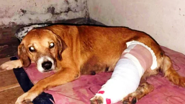 Atrapan a hombre dándole una salvaje golpiza a un perrito indefenso en plena calle de Puerto Salgar