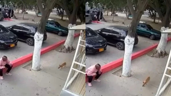 Comunidad denuncia un nuevo caso de maltrato animal en Santa Marta Comunidad denuncia un nuevo caso de maltrato animal en Santa Marta