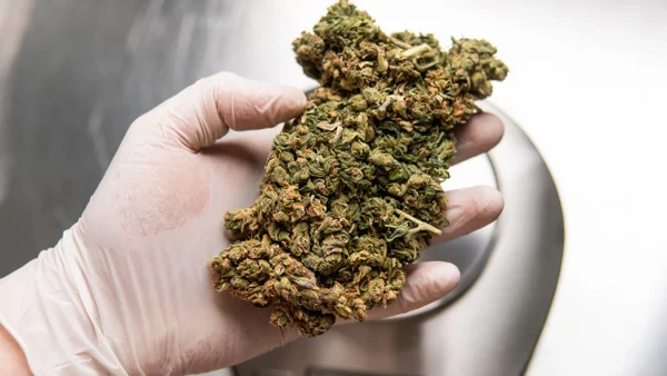 Estudio advierte riesgos cardiovasculares asociados al consumo de cannabis