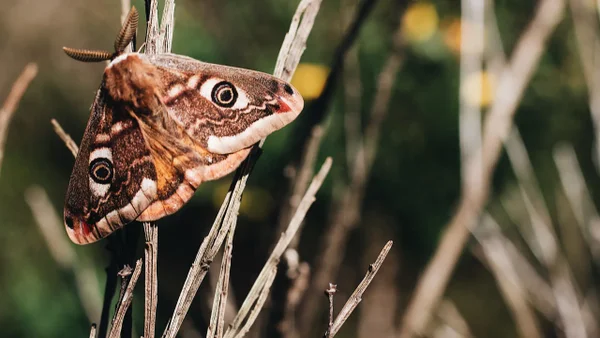 Polilla australiana usa la Vía Láctea para migrar miles de kilómetros, según estudio