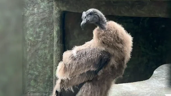 Rafiki, el cóndor que nació en Colombia, recibe a los viajeros en El Dorado Rafiki, el cóndor que nació en Colombia, recibe a los viajeros en El Dorado