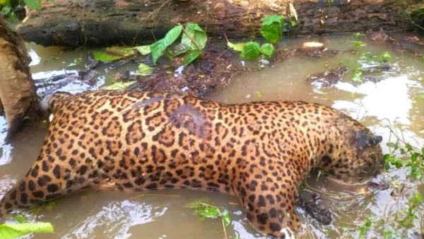 Encuentran a un jaguar baleado en San José del Guaviare en medio de inundaciones
