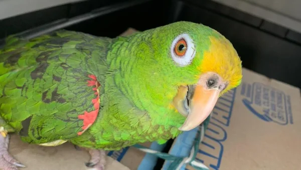 ¿Tiene un loro en casa? Esta es la multa que podría recibir en Colombia